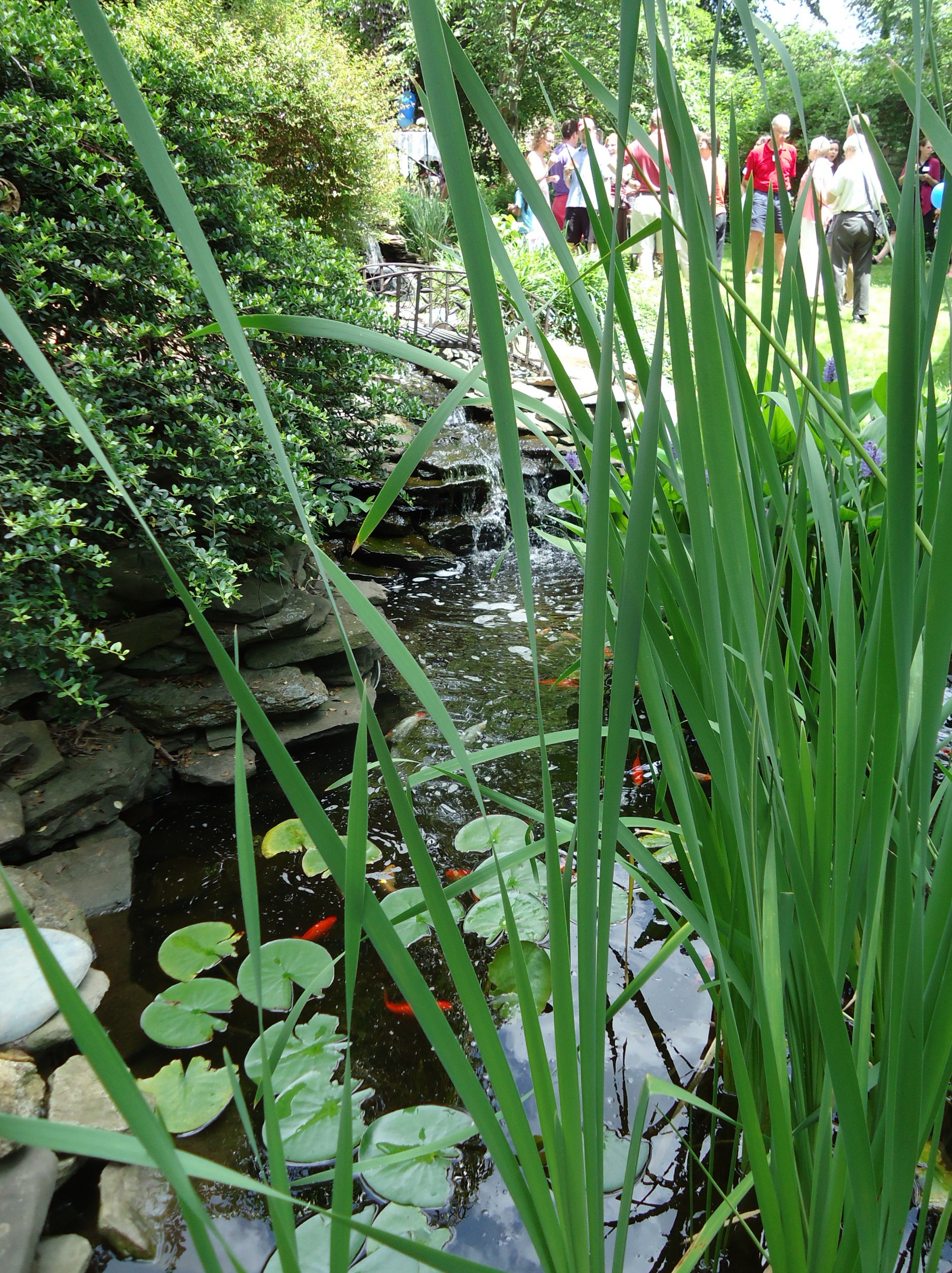 庭院水池中的睡莲叶、挺水植物与石岸，用于说明自然观察取景环境；非实时画面